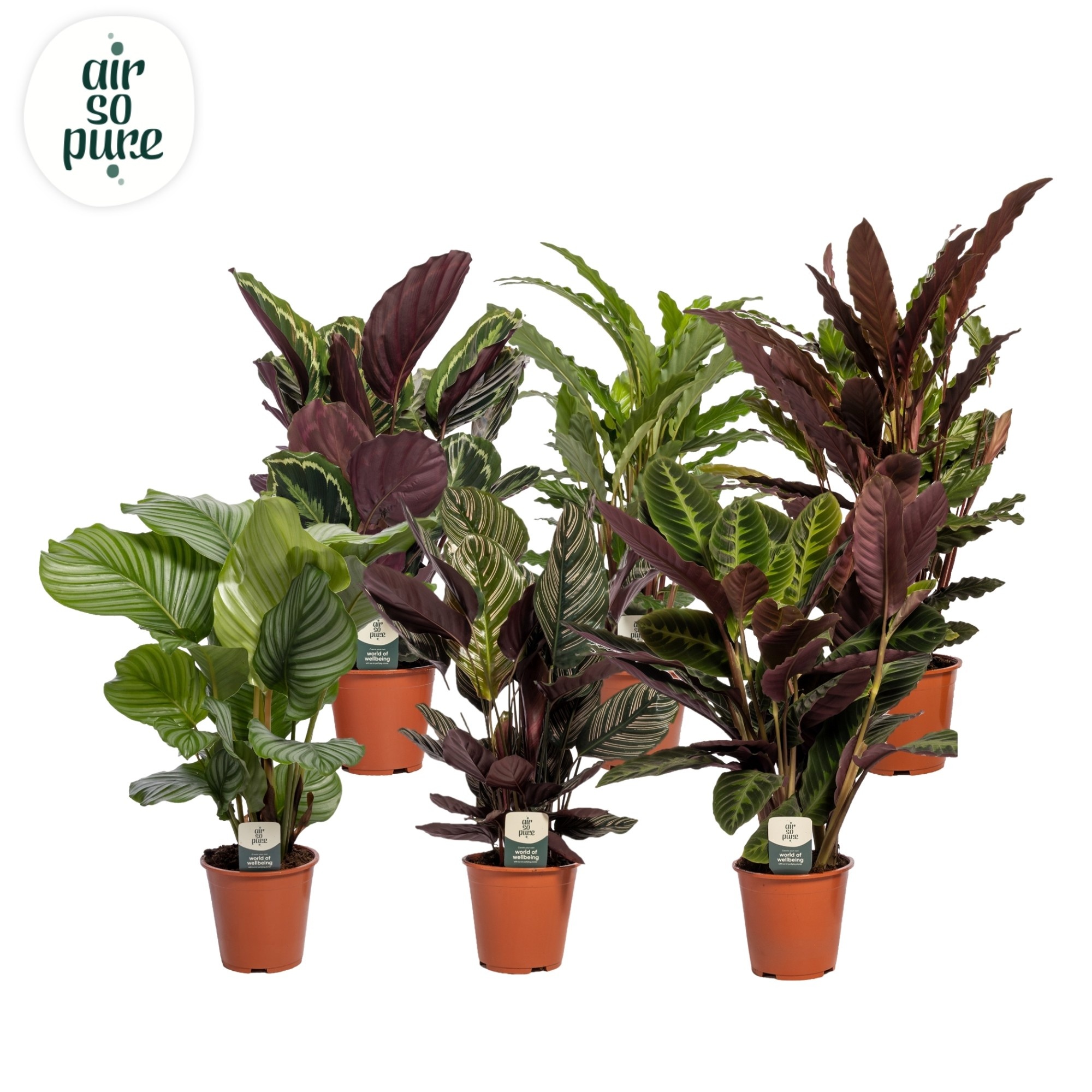 Calathea gemengd 7 soorten, D 19
