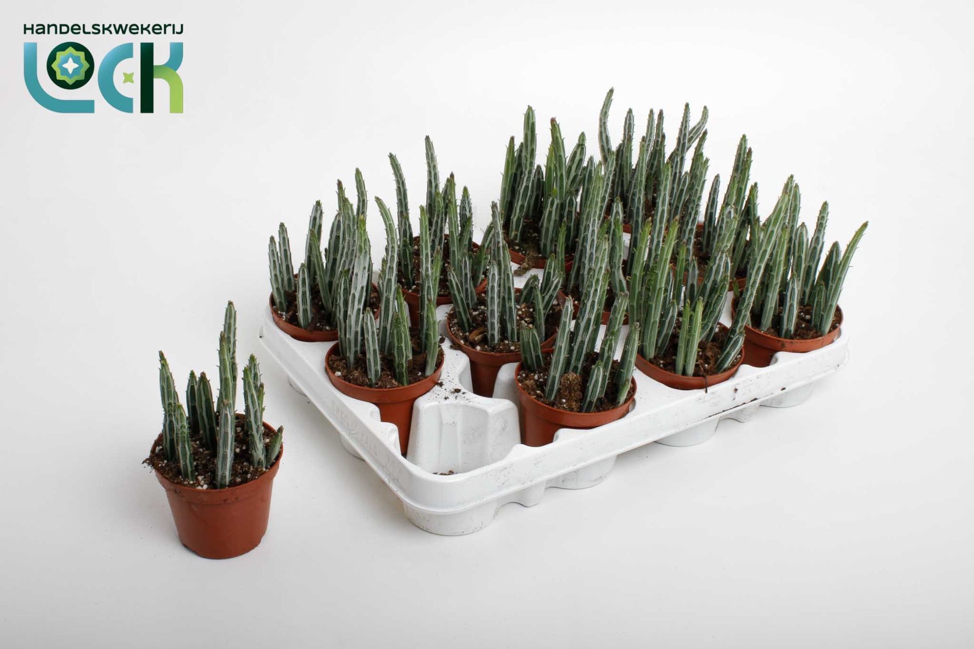 Stapelia Stapeliiformis, D 8,5 cm