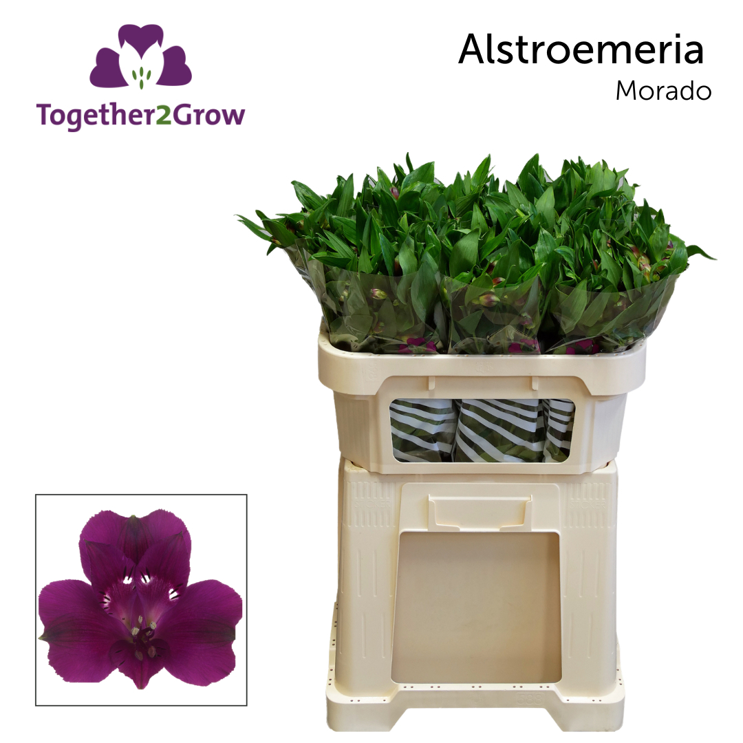 Альстромерия Морадо (фиолет.), шт.