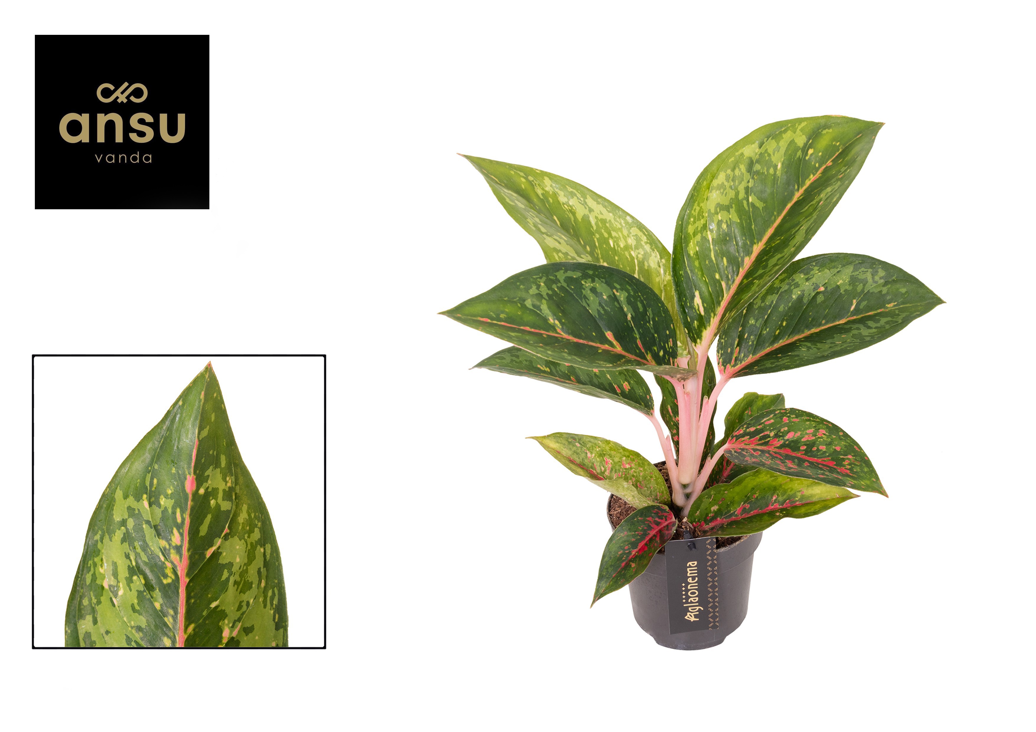 Aglaonema Camo Carmine, D 12