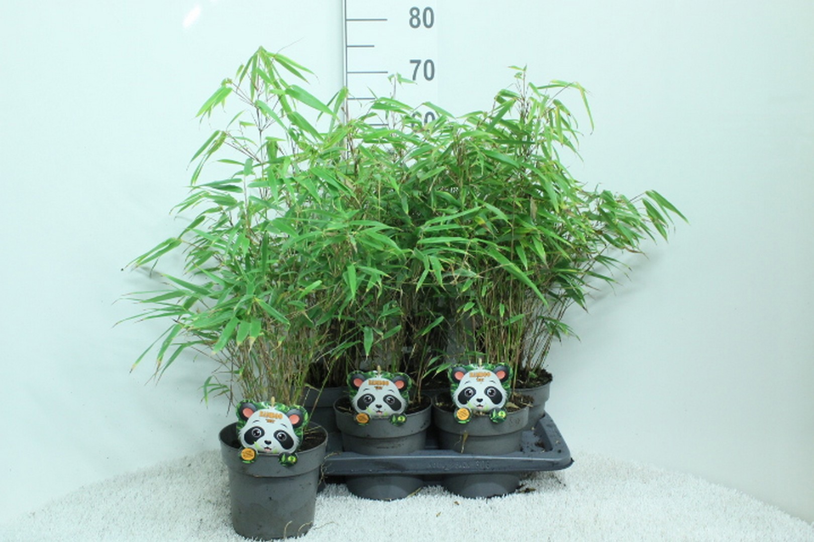 Fargesia rufa P17, D 17