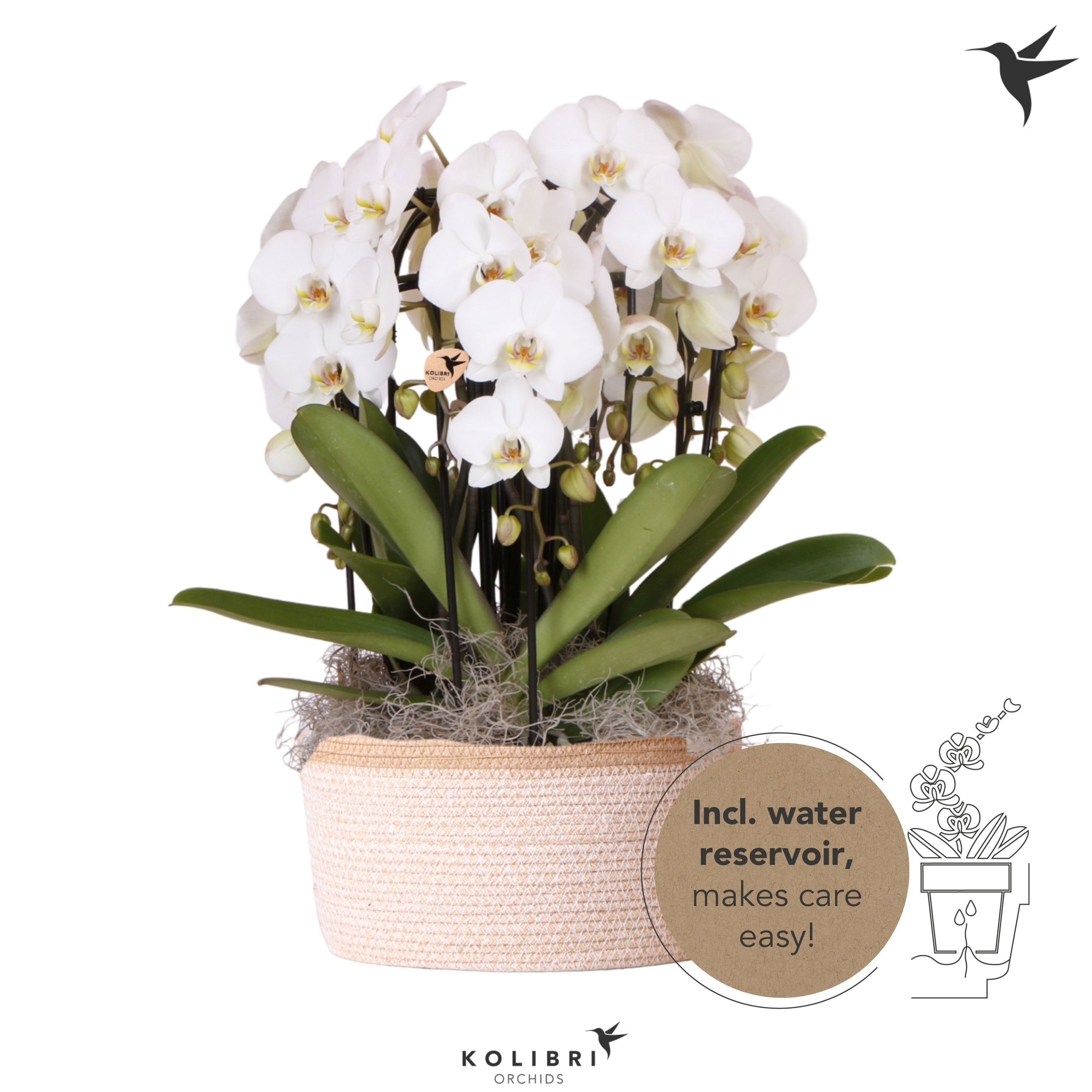 Kolibri Orchids Phalaenopsis Mono Bouquet Niagara Fall white 6 spike in Basket white with watering system, D 28