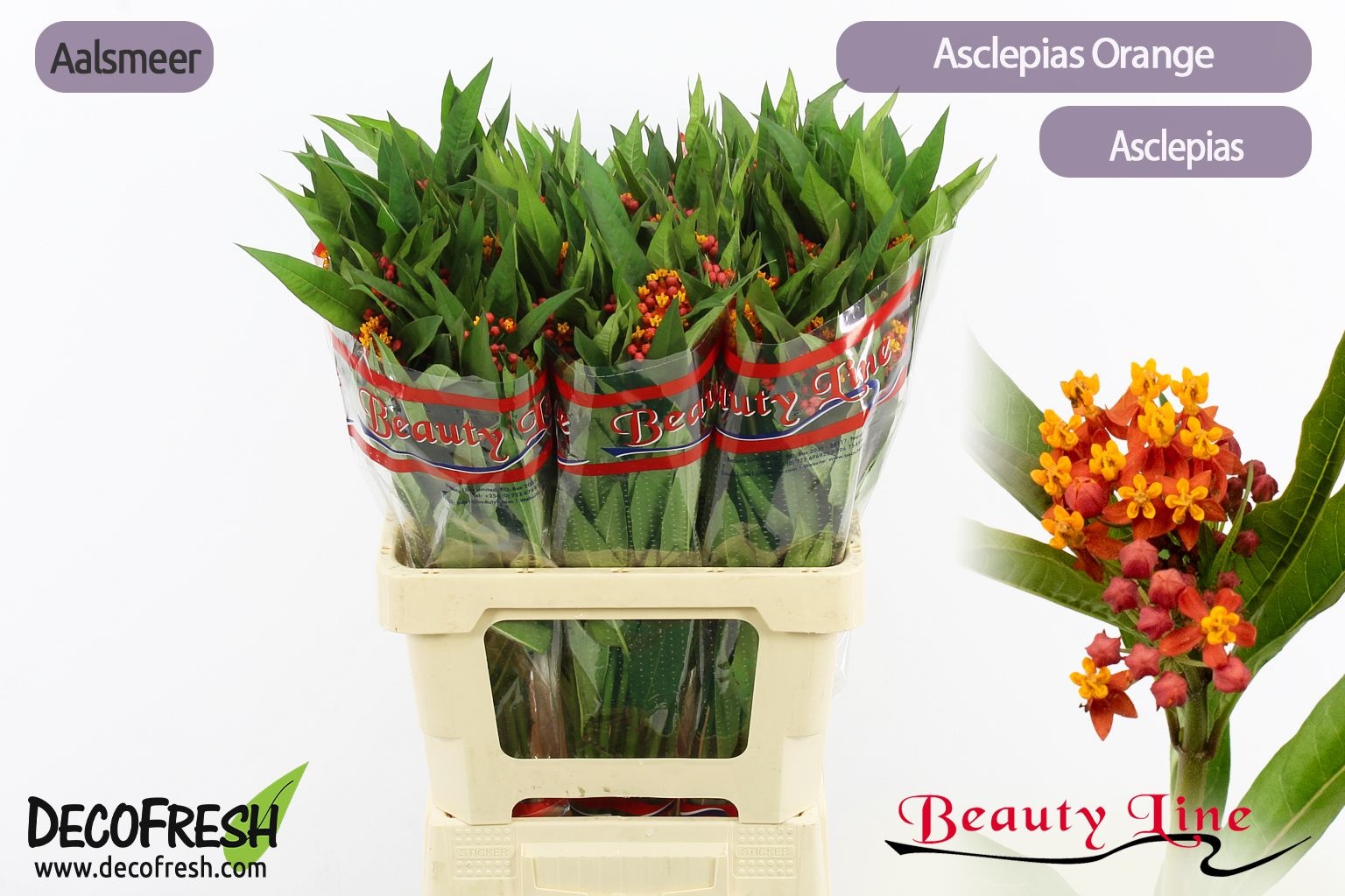 Асклепиа Инкарната Овериг 60, шт.