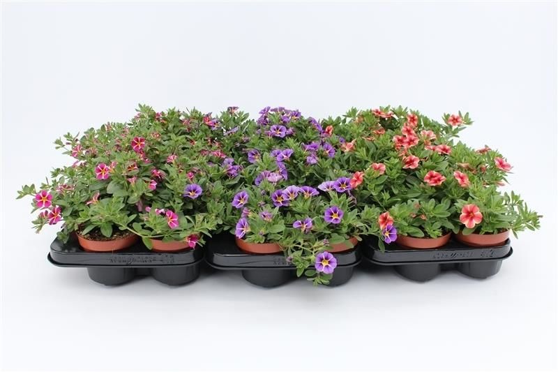 Calibrachoa Rave Serie Mix Layer, D 10,5