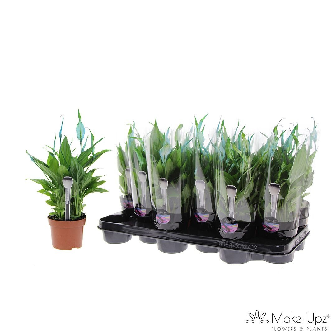 Spathiphyllum 10,5 cm Make Upz blauw, D 10,5