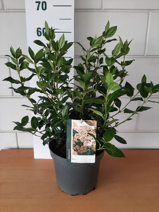 Viburnum tinus, D 23