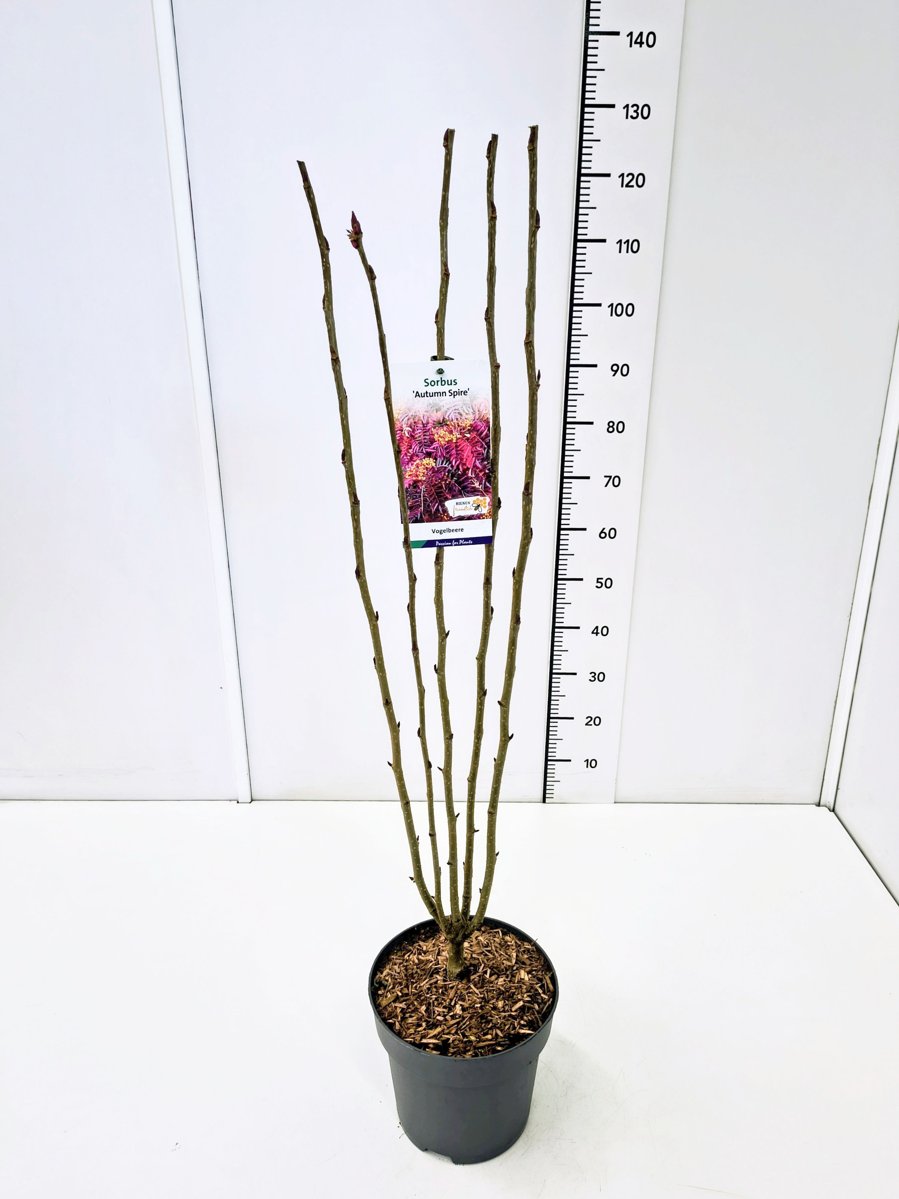 Sorbus 'Autumn Spire' 60-80C7, D 25