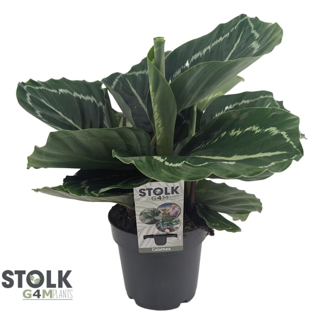 Calathea 14cm 'Roseopicta Green', D 14