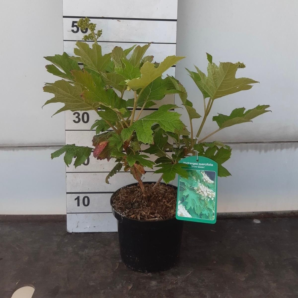 Hydrangea quercifolia 'Snow Queen', D 17