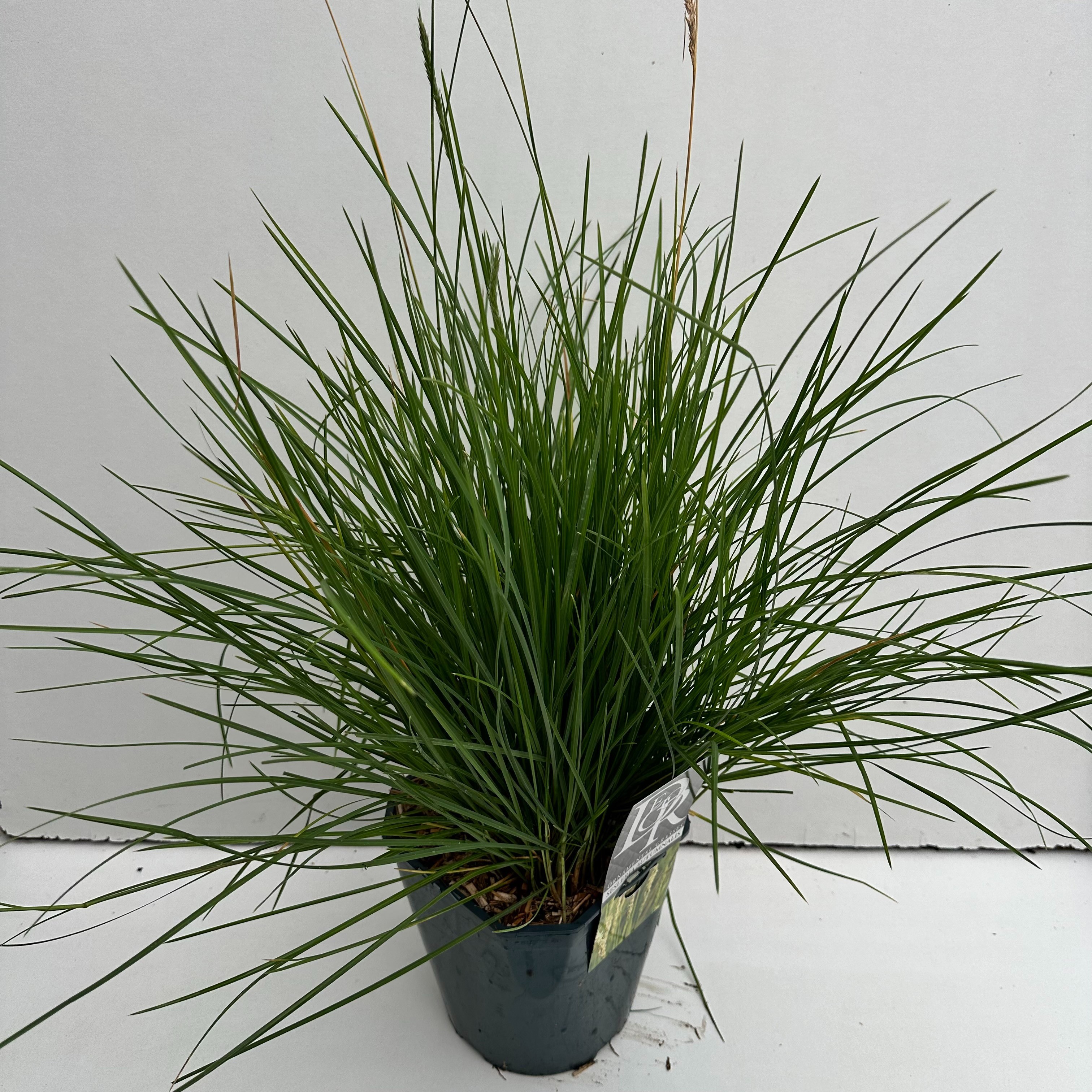 Sesleria Autumnalis, D 23