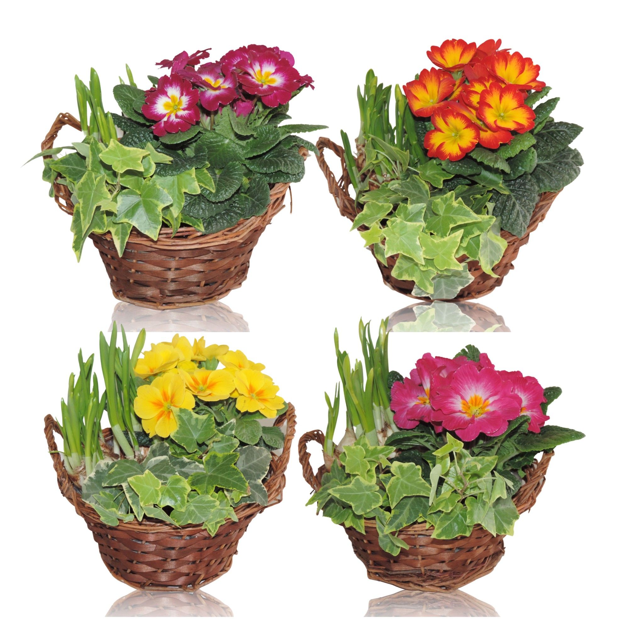 Hanoi Early Spring Specials Arrangement in Mand 19 cm, D 19