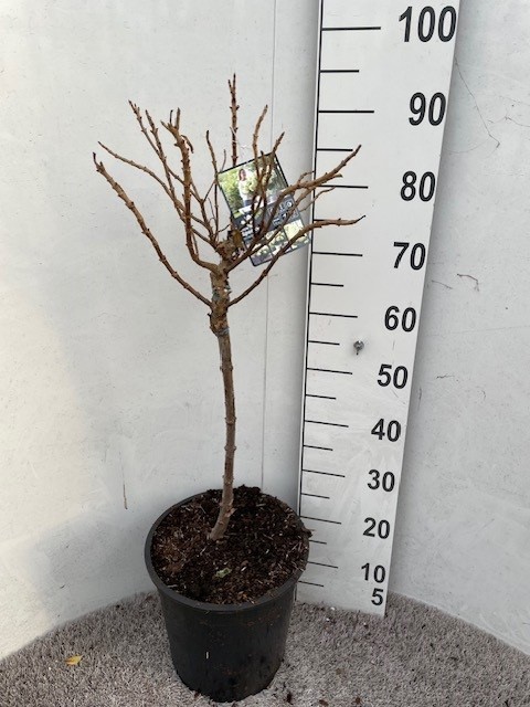 Hydrangea pan. Little Spooky 40-50 stam P28 C10, D 28