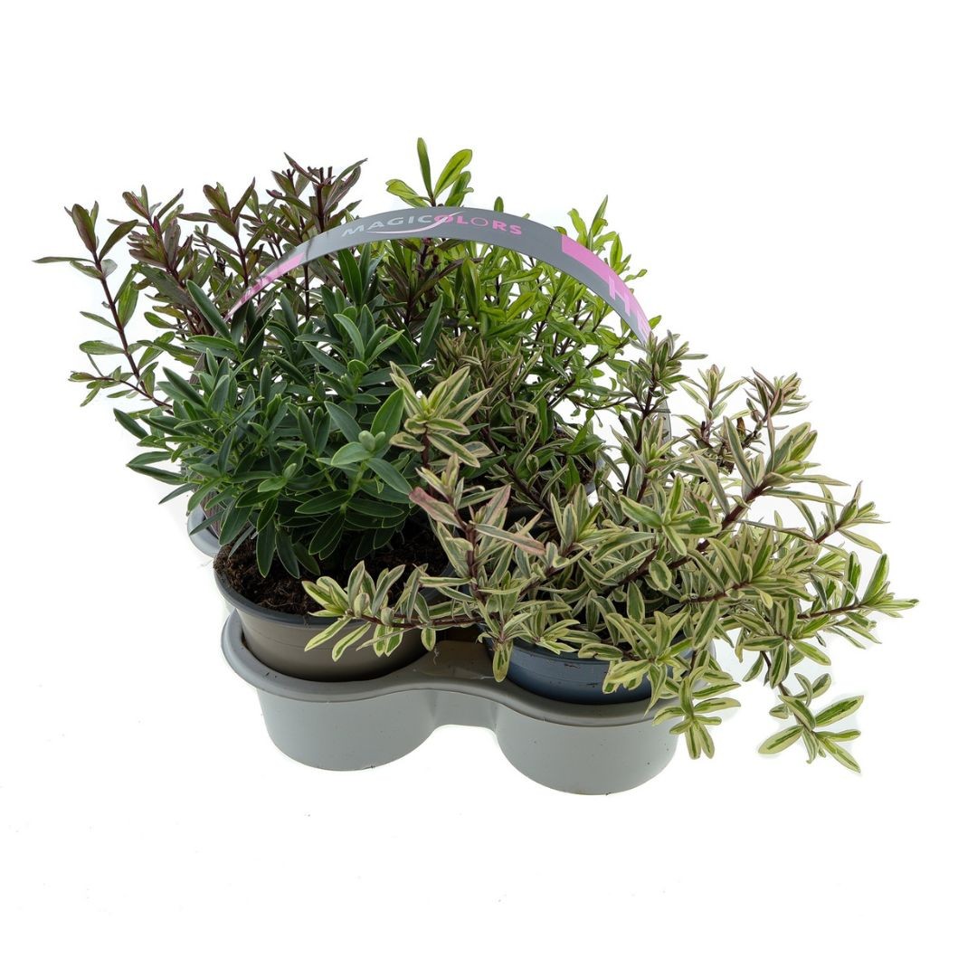 Hebe Magicolor 4-pack, D 10,5