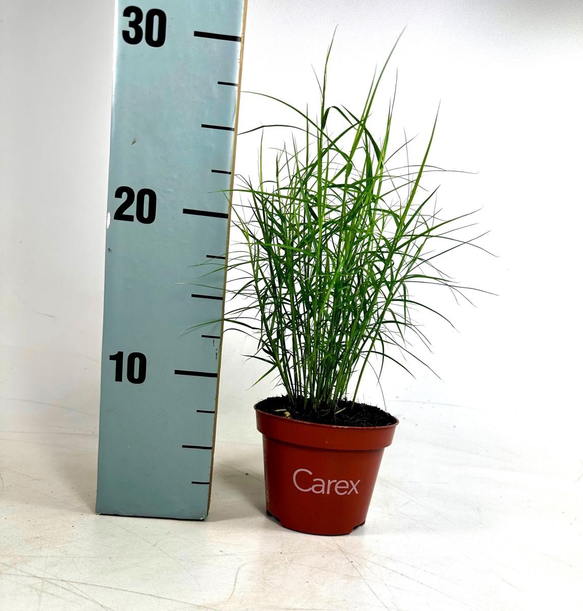Carex musk. 'Little Midge', D 10,5