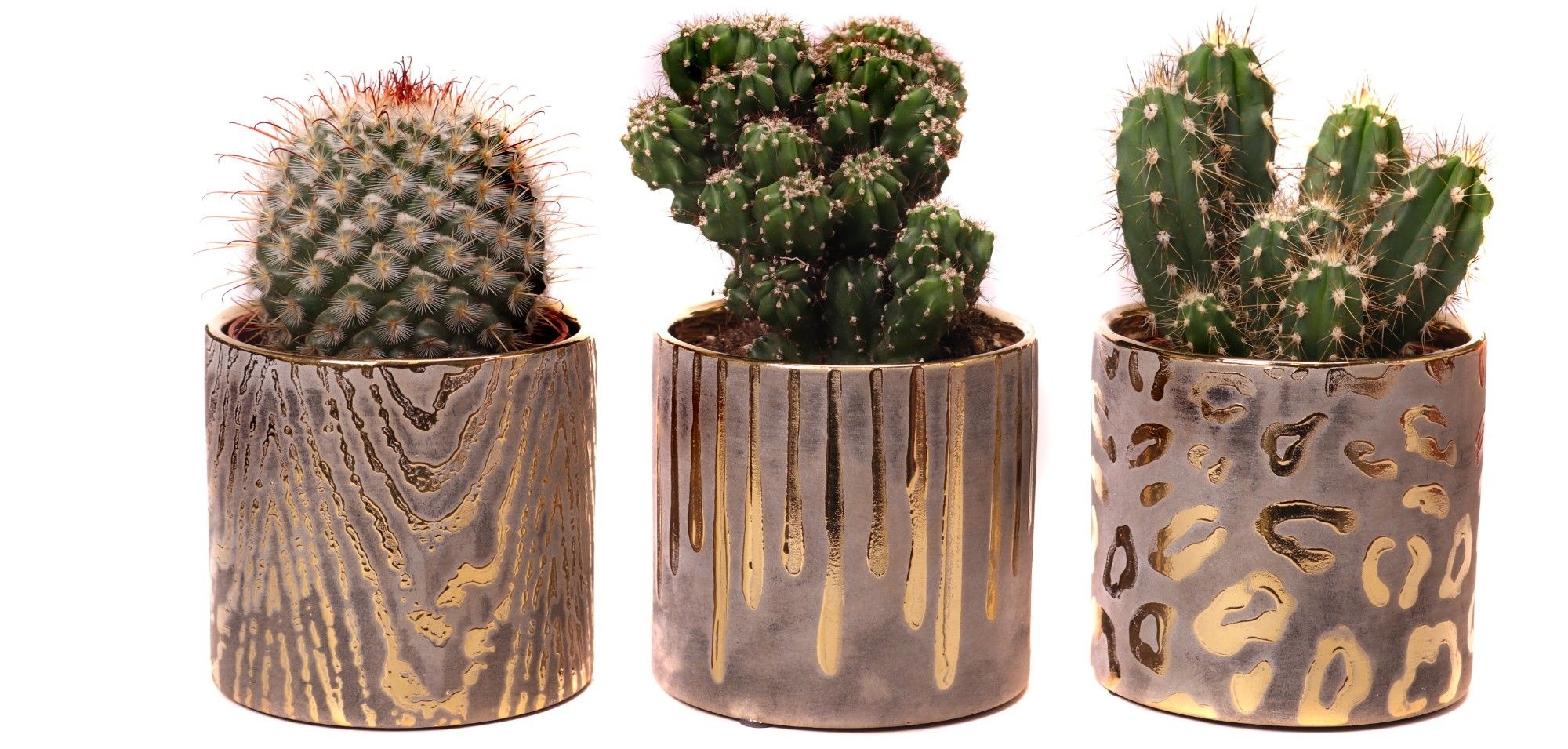Cactus mix 8,5 cm in zambia pot, D 10 cm