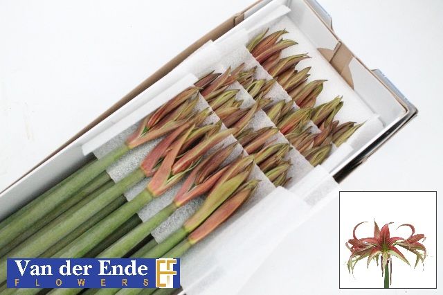 Амарилис Танго (фиолетово-зелен.) x25, шт.