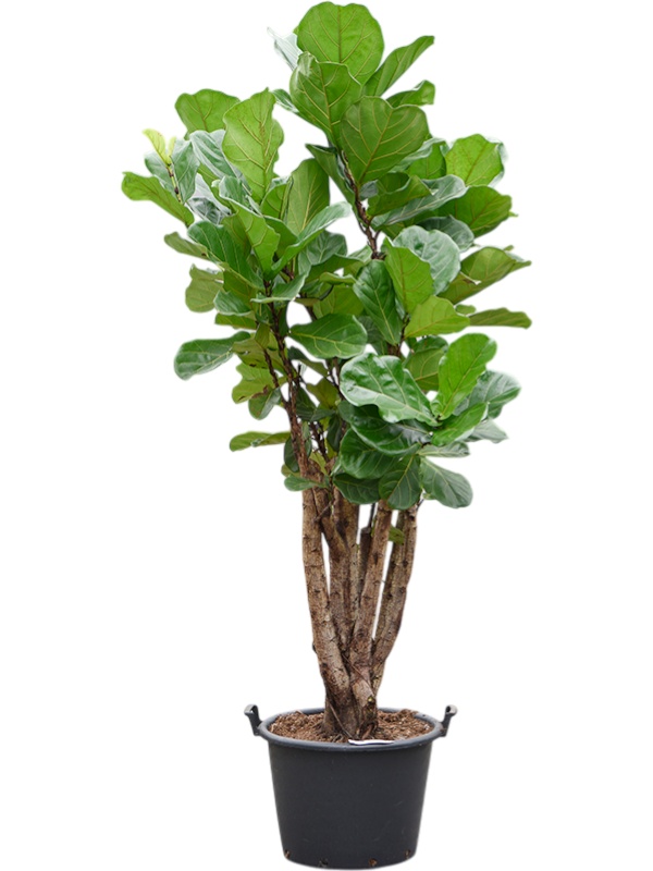 Ficus lyrata, D 50