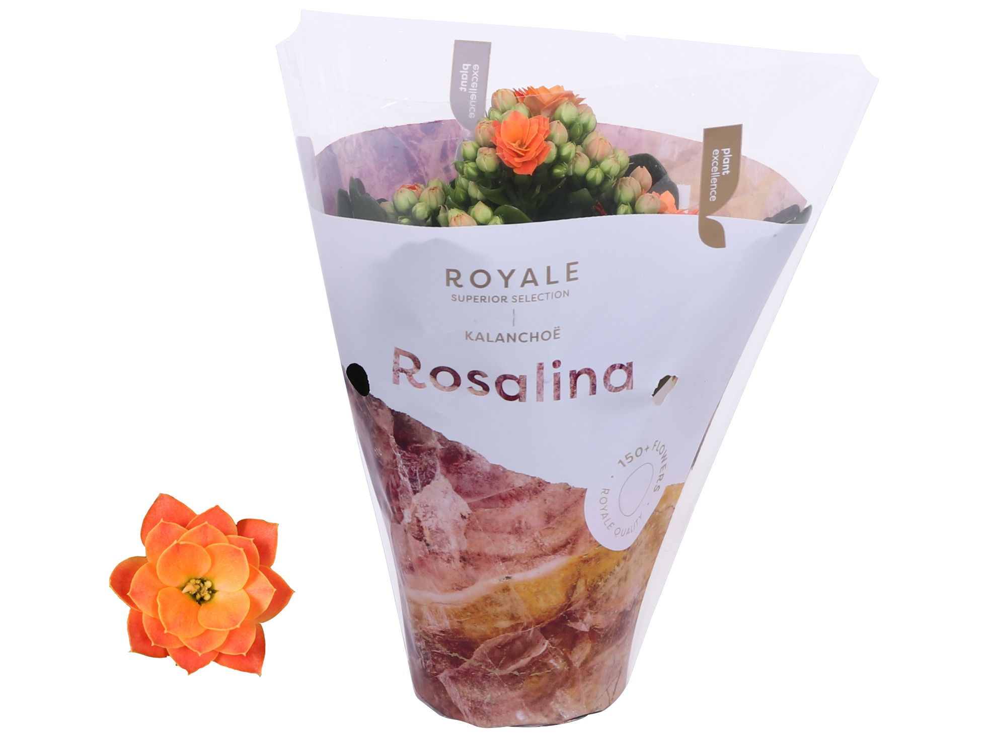 Kalanchoe Rosalina 07cm Royale Pedro oranje, D 7
