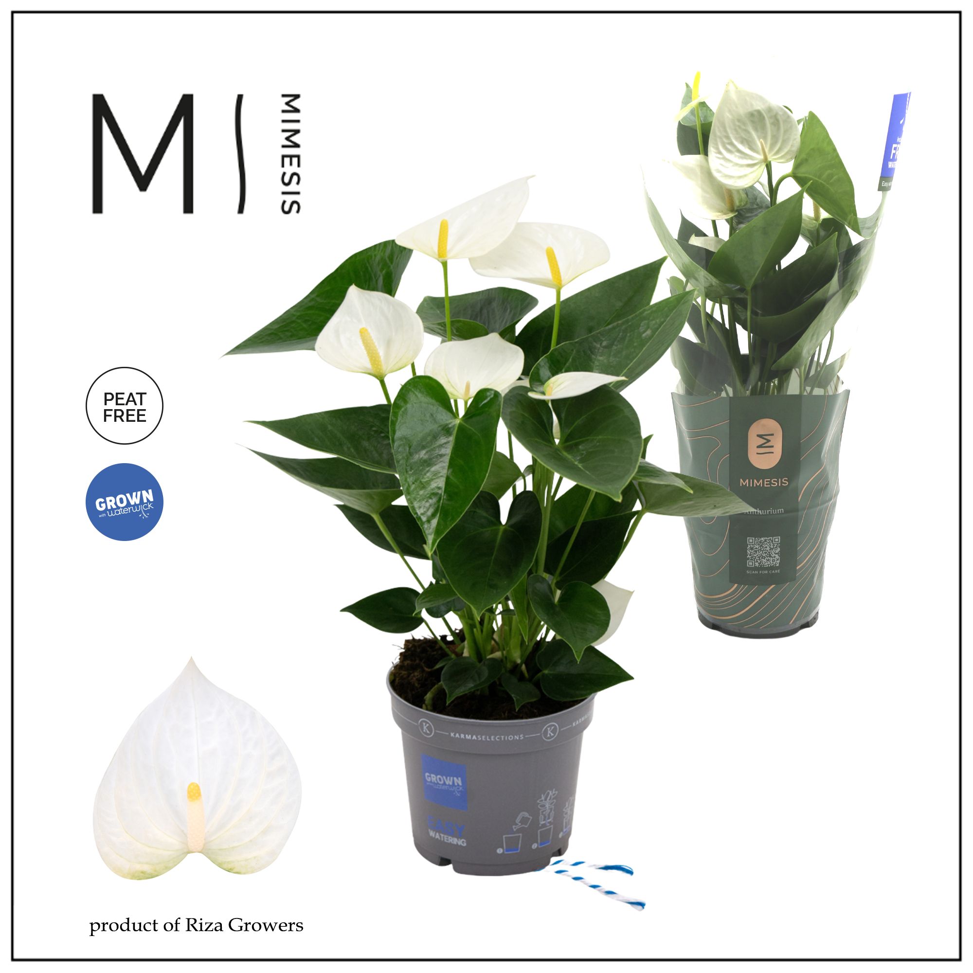 Mimesis Anthurium KARMA White - 12cm, D 12 cm