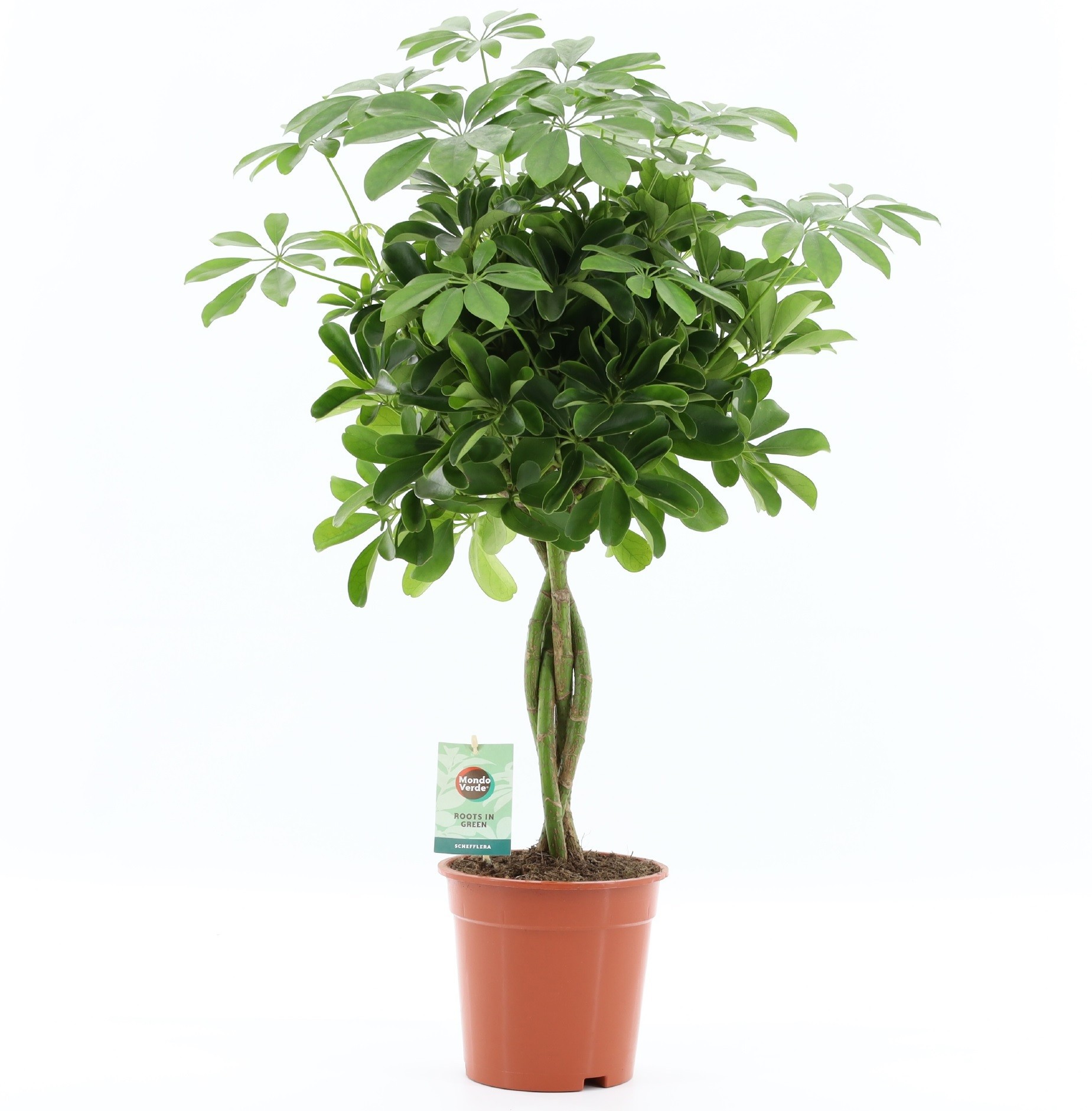 Schefflera arboricola 'Nora', D 19