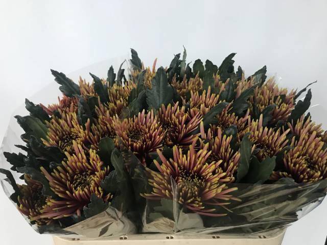 Хризантема од. Тала Шарлетта 75, шт.