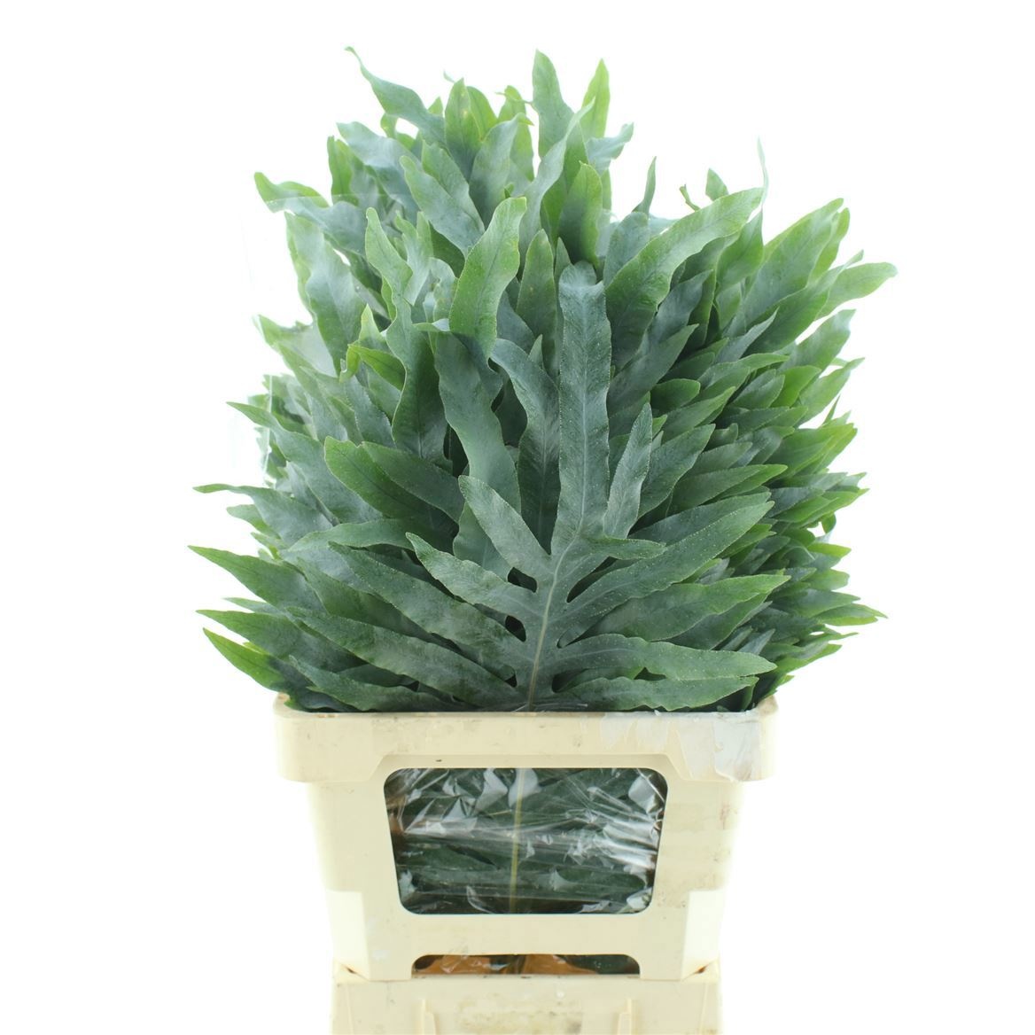 Циртомиум Форчун 70, шт.