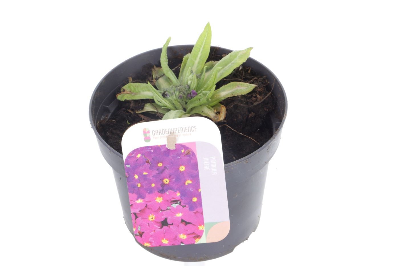 Primula denticulata Cashmeriana, D 17