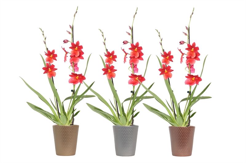 Zoe dots luxury mix Cambria Nelly Isler 2T16+, D 12 cm