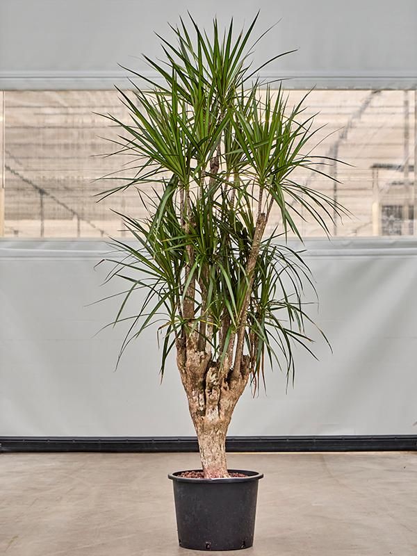 Dracaena marginata, D 32 cm
