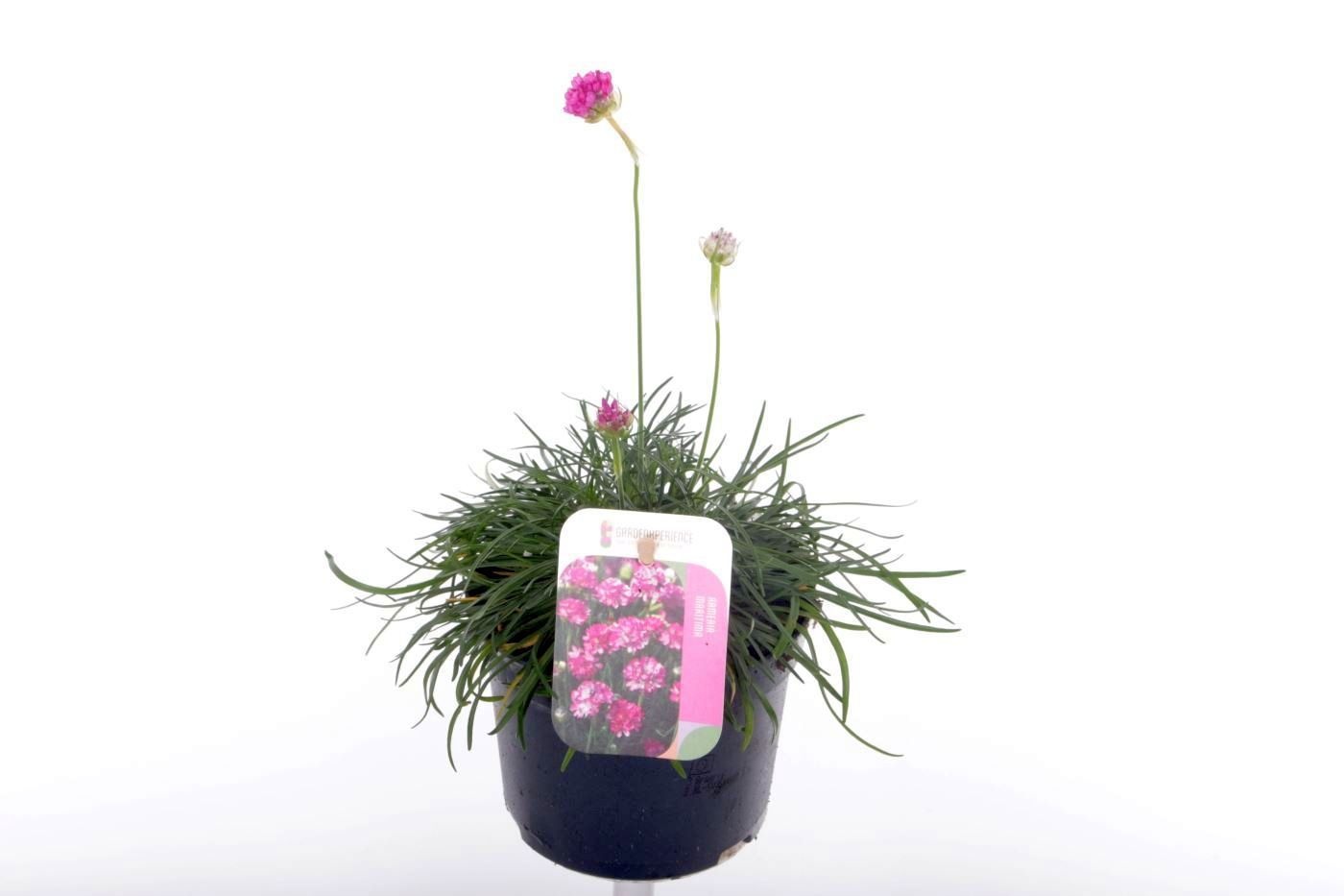 Armeria maritima Splendens, D 13