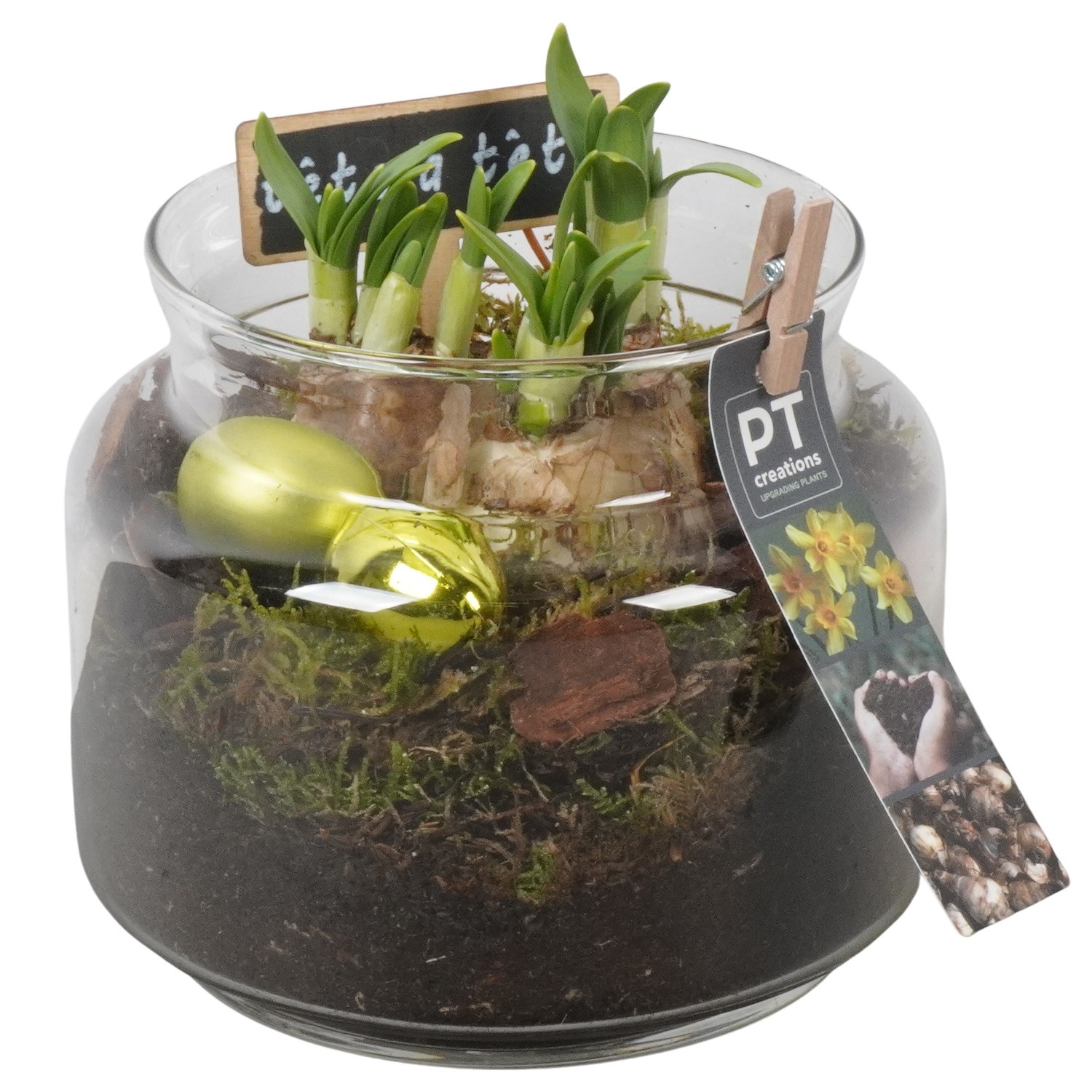 PTNP4519 Arrangement Narcissus Easter in glazen vaas, D 16