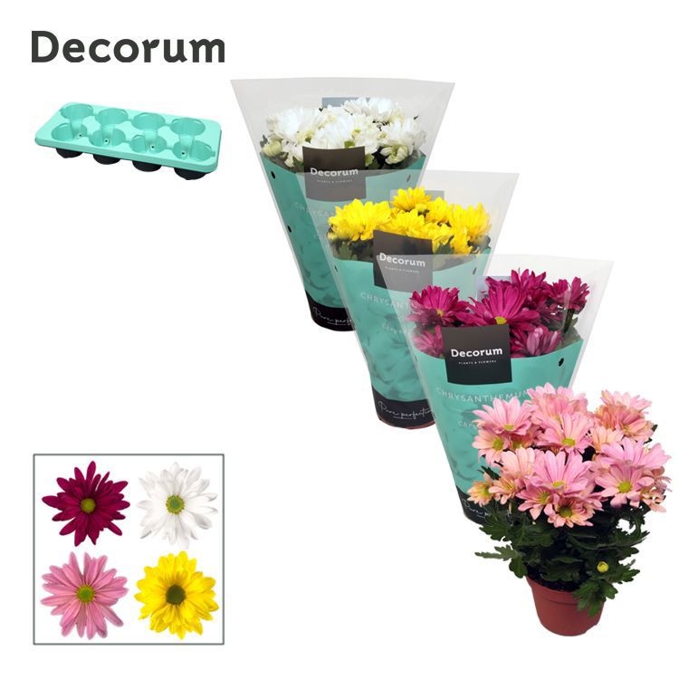 Chrysanne® Margarita Mix full cc, D 13