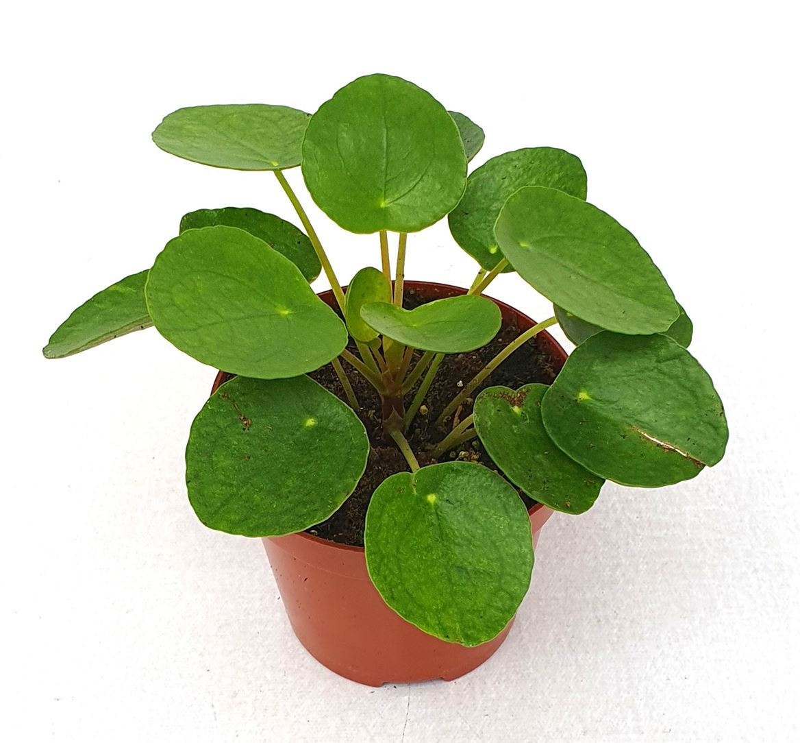 Pilea peperomioides, D 9