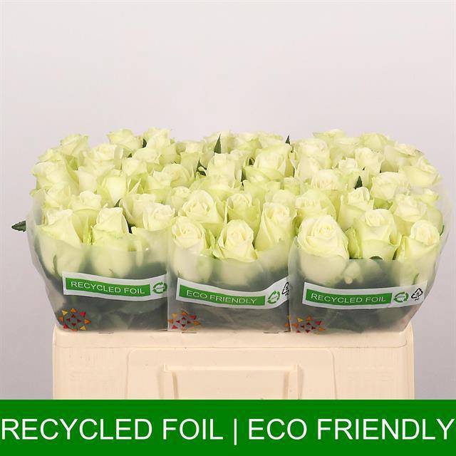 Роза од. Сноусторм+ 50, шт.