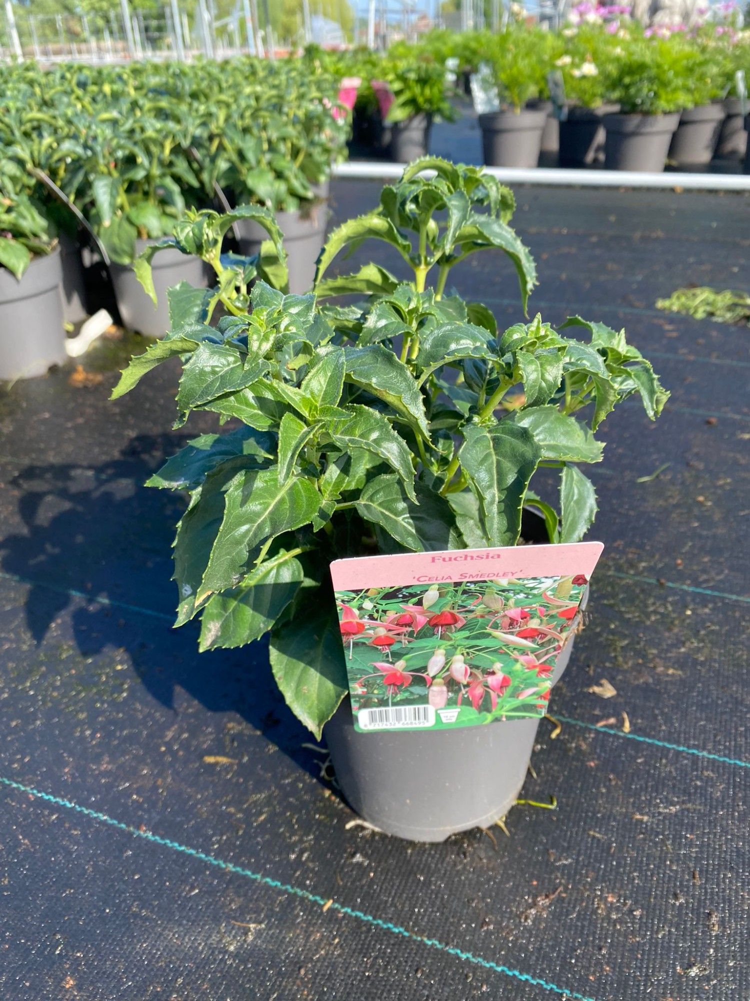 483 DVDS : Pot 19 cm Fuchsia Celia Smedley, D 19