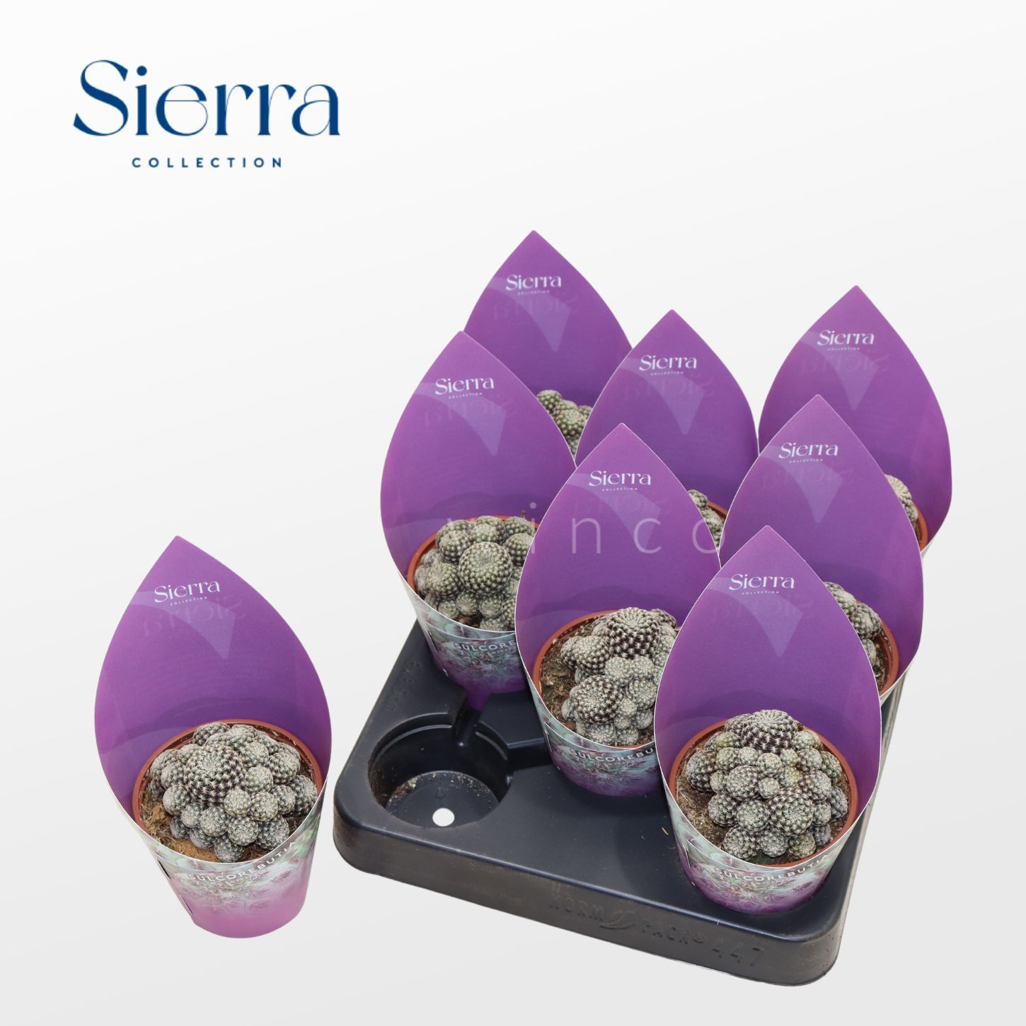 Sulcorebutia Heliosoides (Sierra), D 8,5 cm