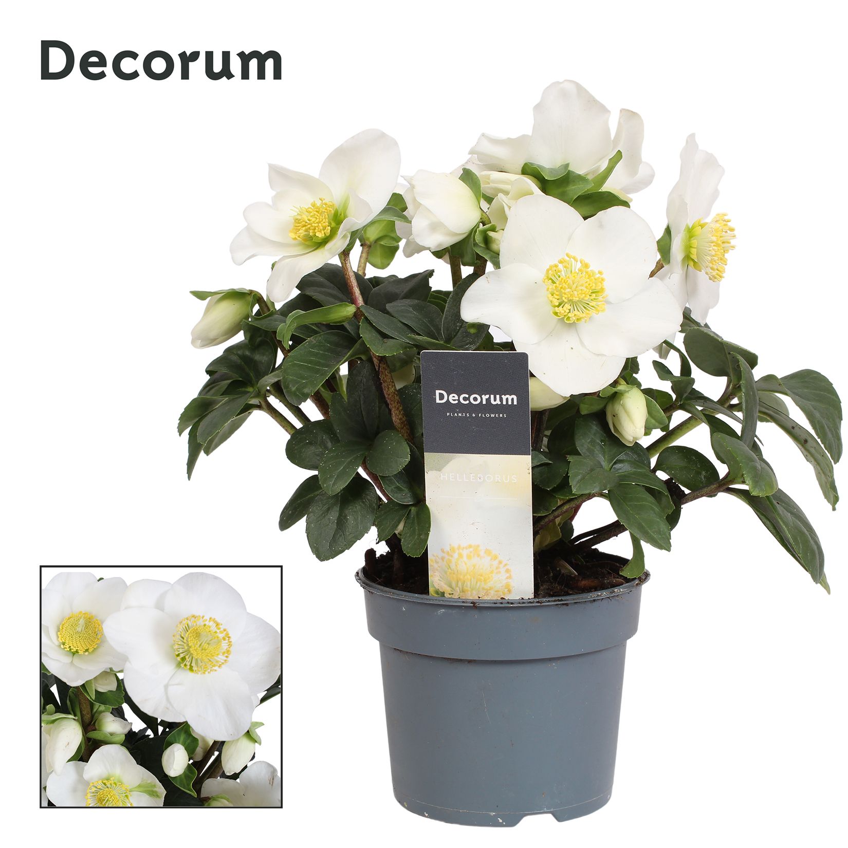 Helleborus n. Christmas Carol 9cm met etiket (xl) Decorum, D 9 cm