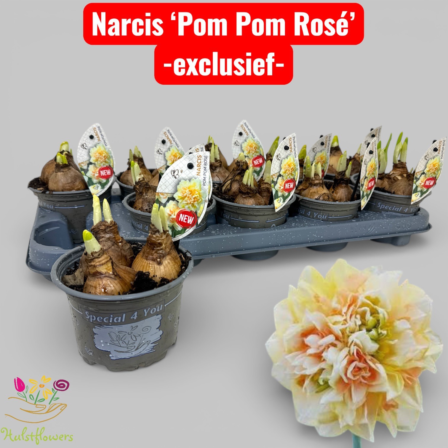 Narcis Pom Pom Rose, D 12