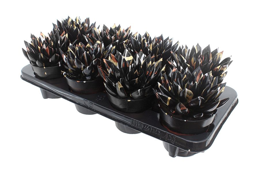 Miranda coloured Splash Xmas black, D 12 cm