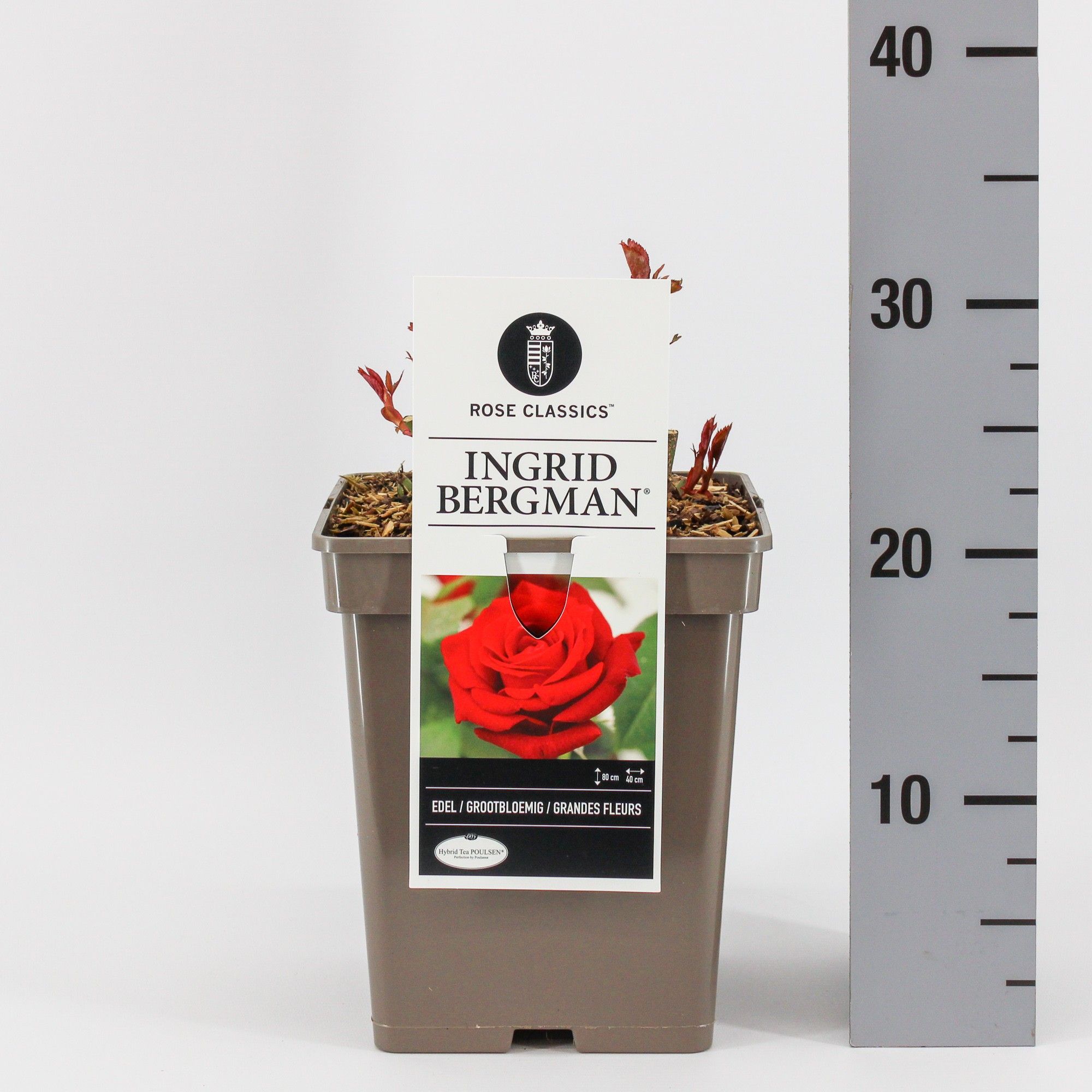 Rosa (TH) Ingrid Bergman ®, C5, D 23 cm