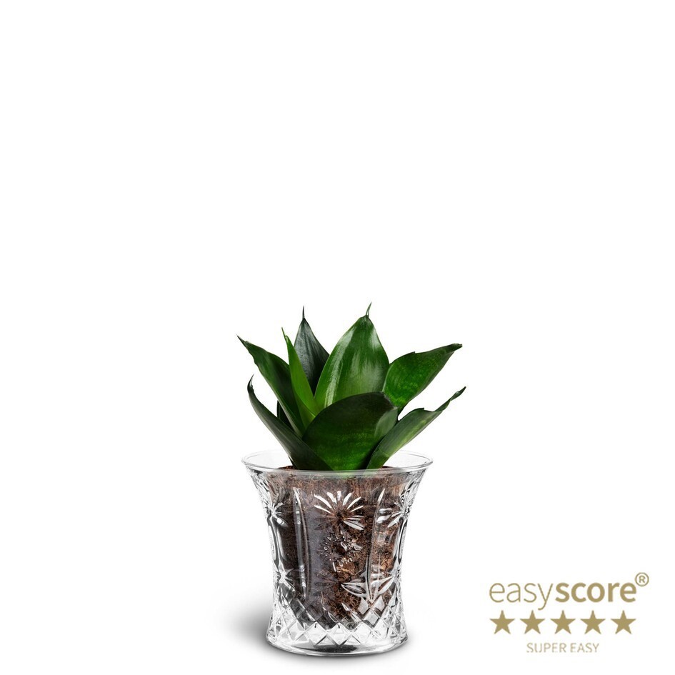 SANSEVIERIA TRIFASCIATA 40633017 Crystal 'HAHNII', D 7 cm