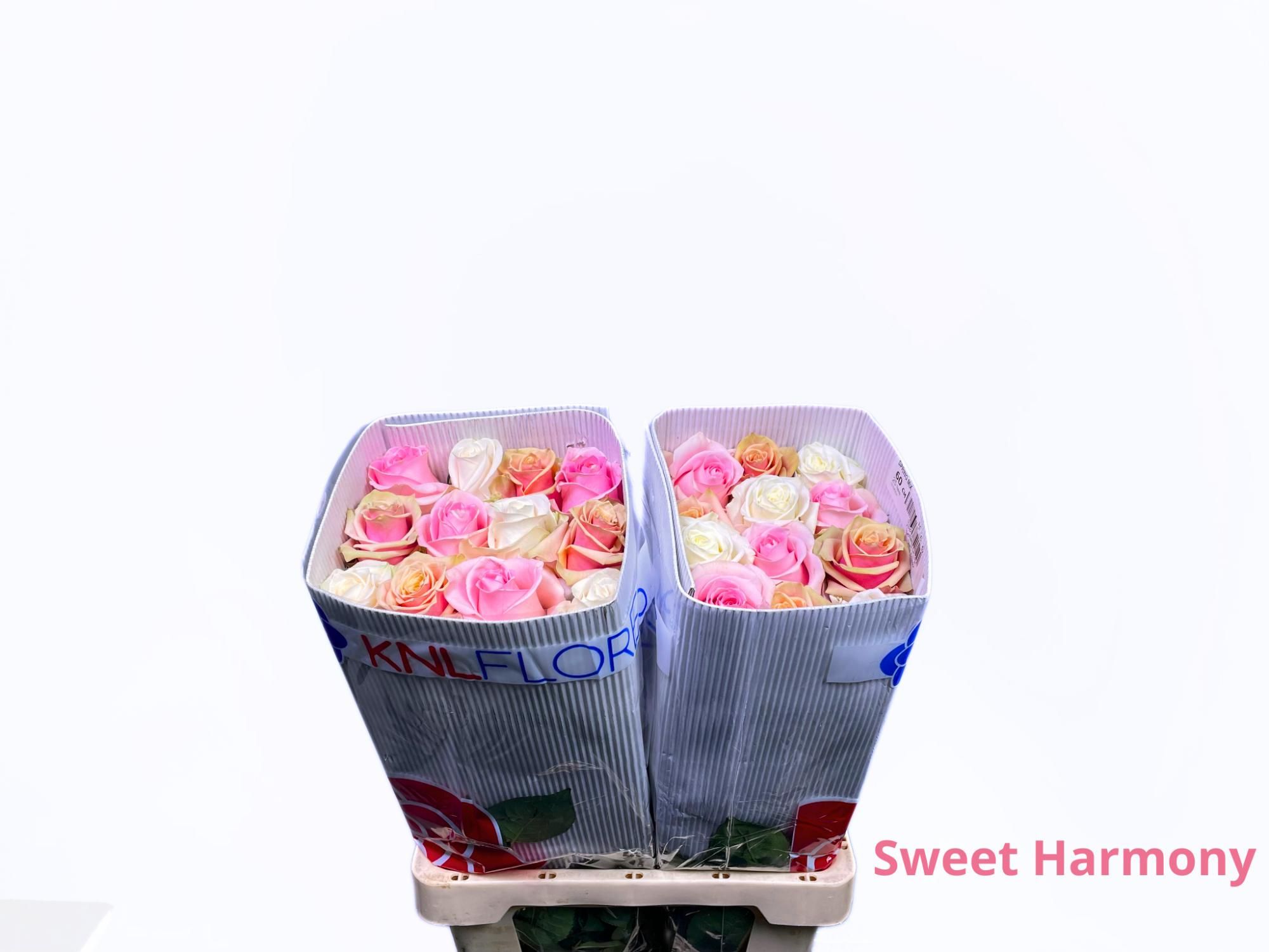 Роза од. Микс в пачке 60, шт.