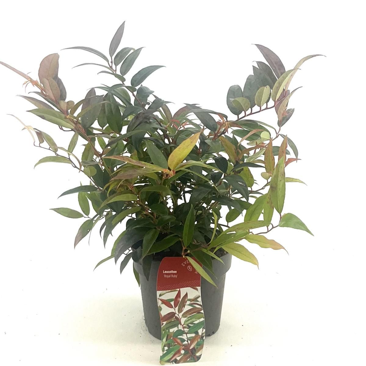 Leucothoe keiskei 'Royal Ruby', D 17