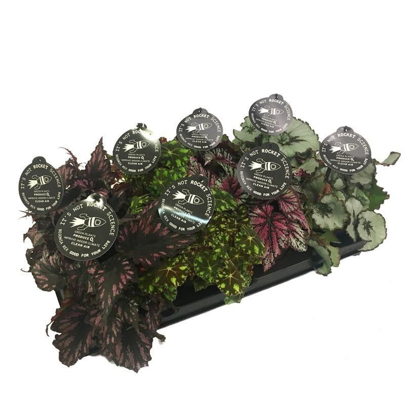 BEGONIA REX-HYBRID MIX, D 12 cm BEGONIA REX-HYBRID MIX, D 12 cm