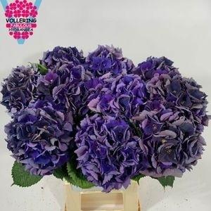 Гортензия Роял Кинг Классик 60, шт.