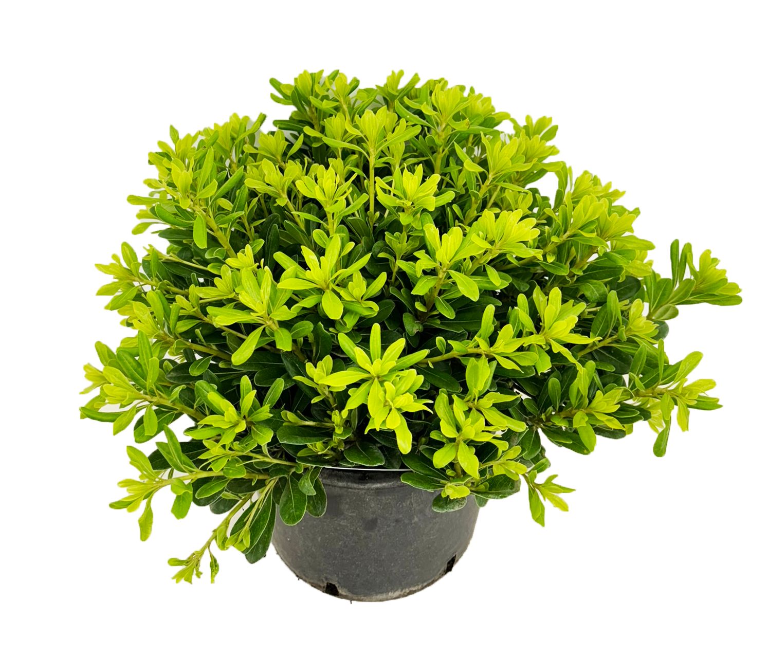 Pittosporum tobira nanum, D 26