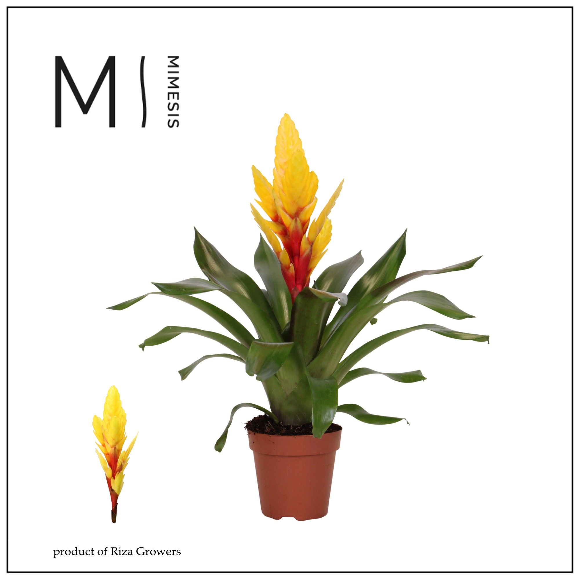 Vriesea Intenso Yellow - 12cm | Mimesis, D 12