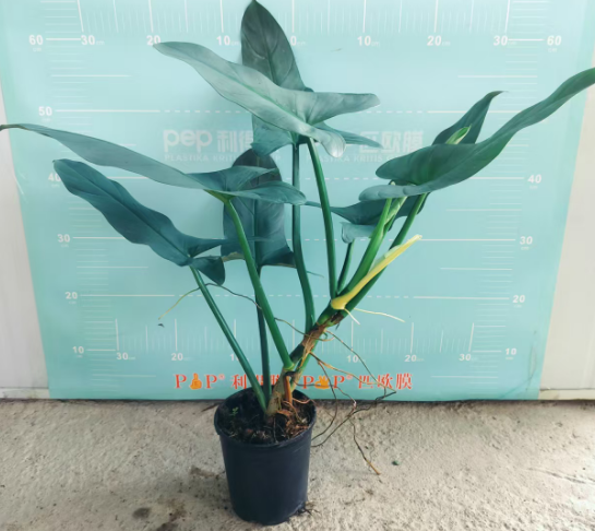 Сильвер Филодендрон 15 65