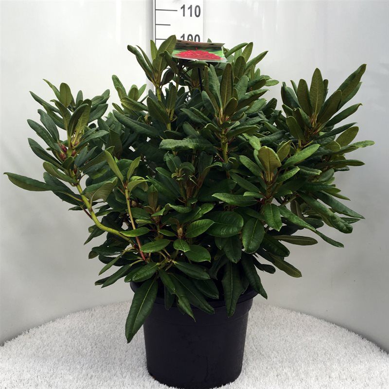 Rhodo. 'Leo' red, D 37