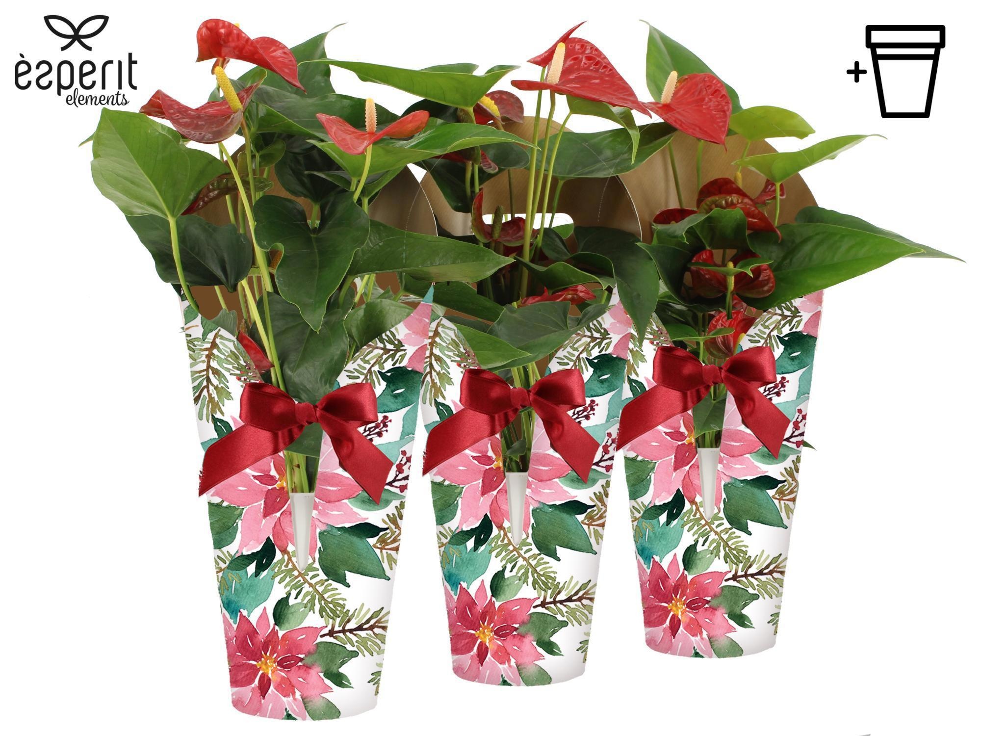 6501319: Solutionss X-mas, D 12